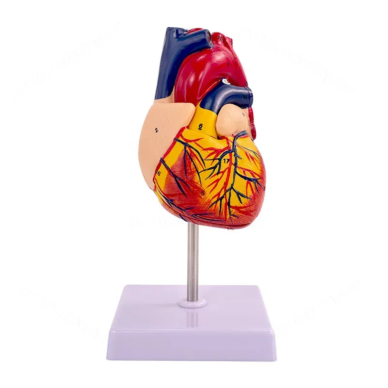1:1 Human Heart Anatomy Model  - Medical Lab Ultrasound recension och pris